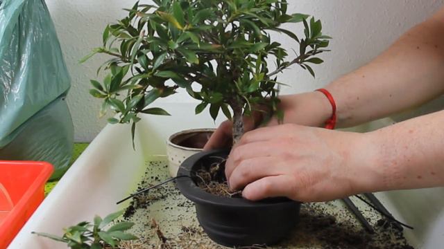Gardenia Jasminoides Bonsai - Trasplante A Kanuma