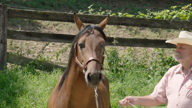 Kaliz Golden Juneau Quarter Horse Stallion **SOLD**