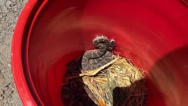 Открыли пасть гремучей змеи, капелька яда.  We Catch Northern Pacific Rattlesnake Bites On My Hand.
