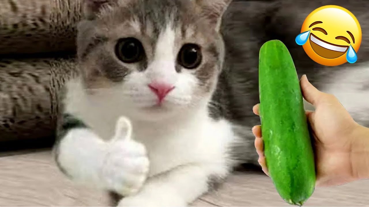 Смешныу ролики с котиками