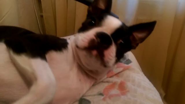 Бостон-терьер ест семечки