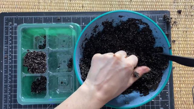Grow Your Own Petopentia Natalensis Caudex Plant from Seed!