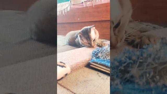 E00df850db9dcee8c447f53dbe227b4a