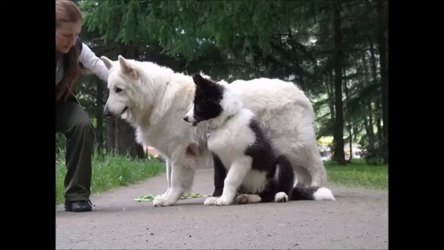 Рандогс Есмь Царь и Ко (4 мес)