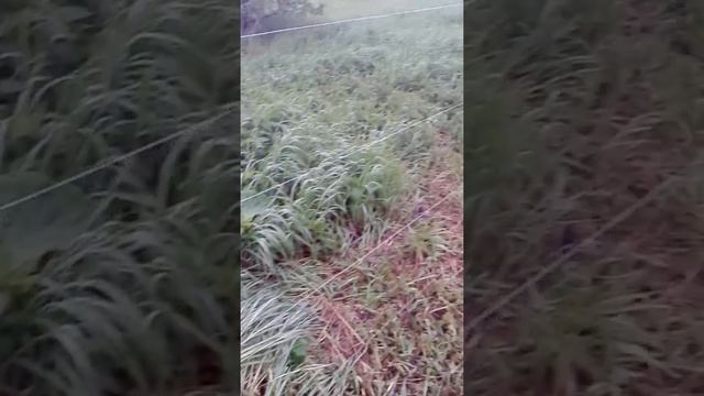 Самодельный электрозабор из катушки зажигания коммутатора и вентилятора от компьютера