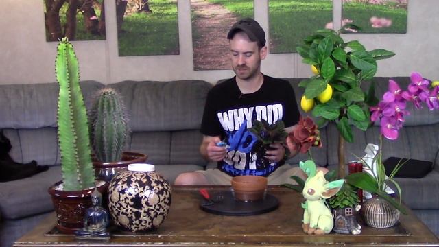 African Violet Care And Repotting (Saintpaulia Ionantha)