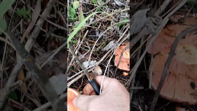 18 октября 2023 г //Огромные рыжики //закрываю грибной сезон //