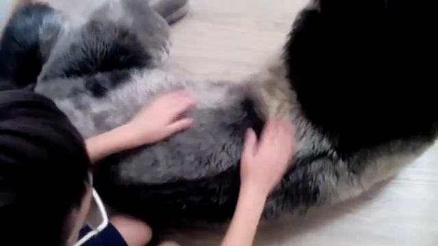 Самая любимая игрушка волк