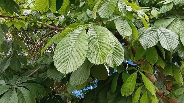 Цветение каштана у дома.