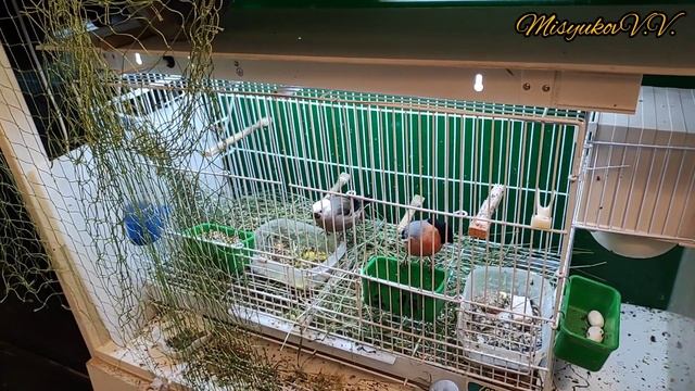 Советы по питанию птиц