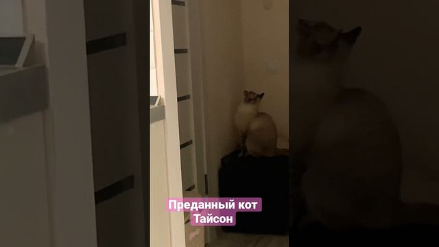 Самый красивый кот!!! #котвмешке животное #кот #котвмешке #кошки#тайский