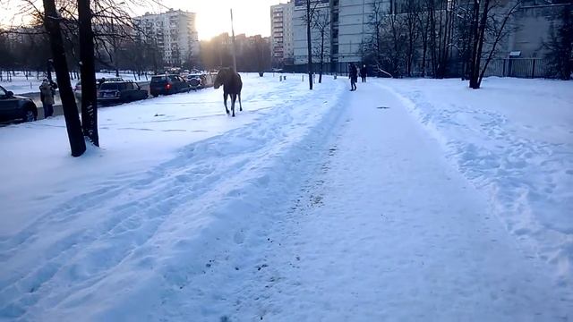 Лось в Москве в Гольяново 18.01.2014 года