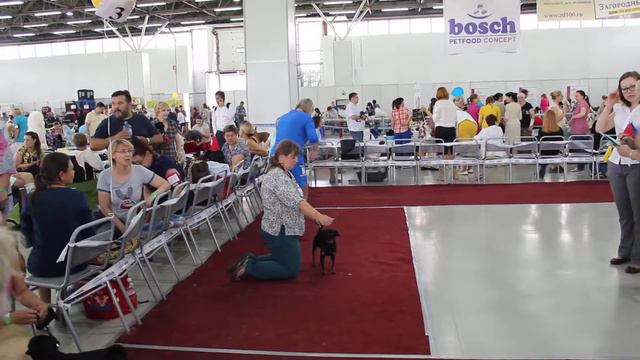 CACIB Тюмень 2017 малый брабансон класс юниоров