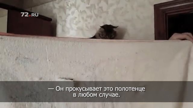 У тюменца живет 9-килограммовый кот