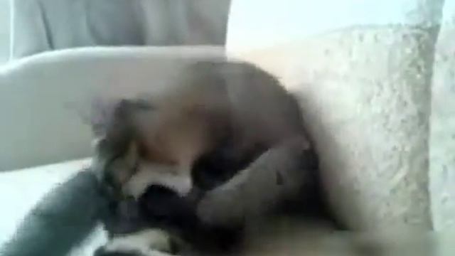 Кот играет с лапой