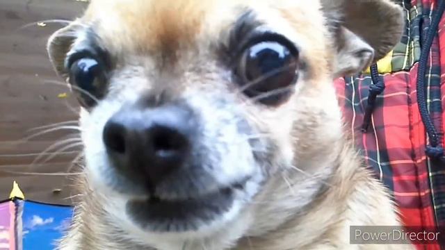 Собачка в целом няшная, но лучше не дразнить, нервы ни к чёрту...