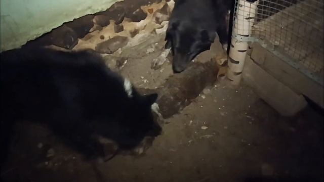 ЛИСА ПРИШЛА В КУРЯТНИК/СОБАКИ ВЫРУЧАЛИ/