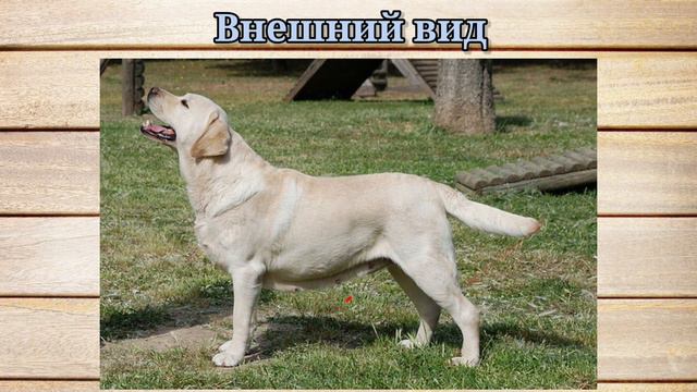 Знакомимся с догами: Лабрадор-ретривер