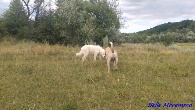 Aadc3f9598629a930c4aac3736ab62da