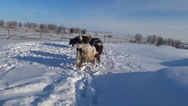 Ура ! Мы опять гуляем . Кулёк звезда !