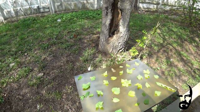 Волшебные страсти