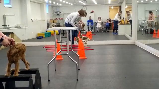 ККЧС, подготовка к выставке, первая тренировка