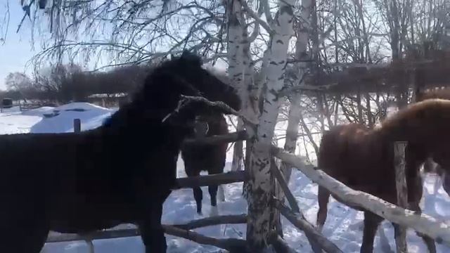 Откорм лошадей