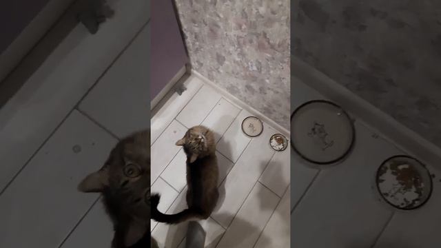 кошка просит кушать