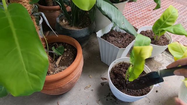 EASY PROPAGATION OF  PHILODENDRON LEMON LIME
