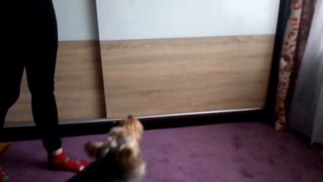 🐶🎈Собака лопает шарики🎈🐶