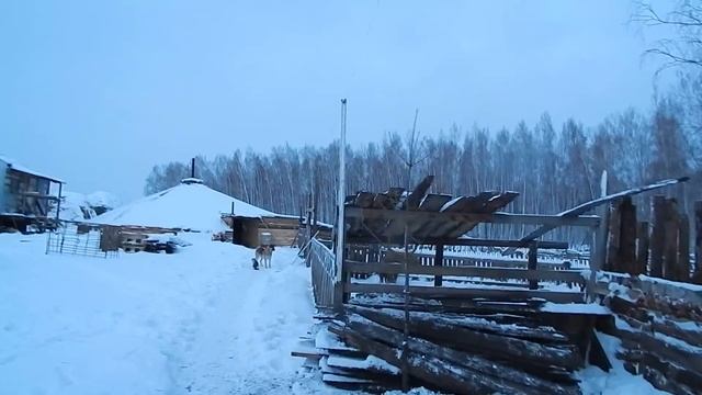 К ЗИМЕ ГОТОВЫ. БИО-ФЕРМА МАНГАЛИЦА