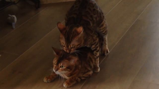 Любовь бенгальских котов