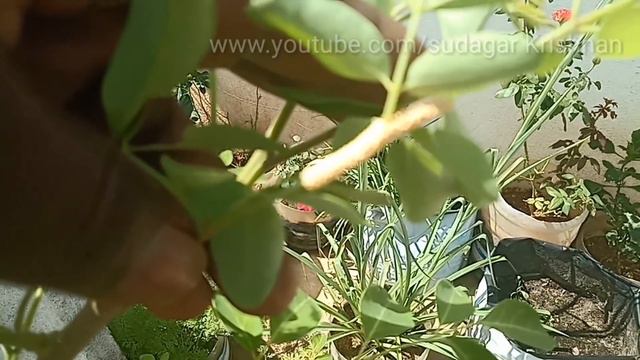 Ecf77d2d0f48dfd8debdf4626f43634d