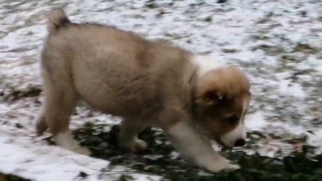 Усадьба Кархула питомник САО.                Karhula. Ru