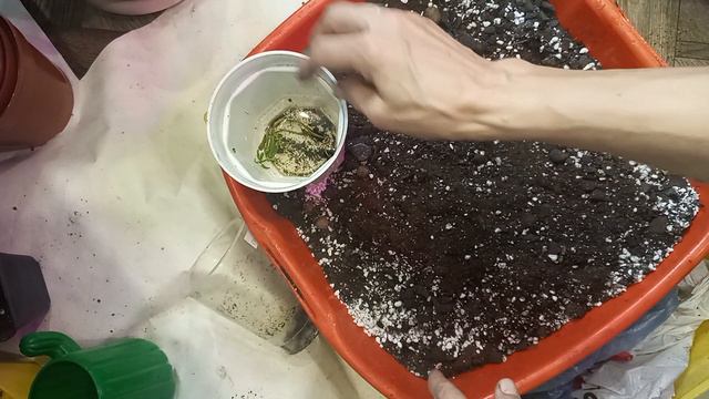 Продолжение пересадок моих укореняшек.