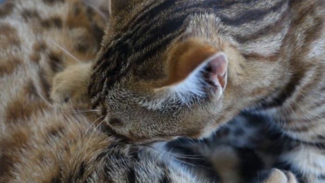 🐱🐱Дети бывшими не бывают 🐈