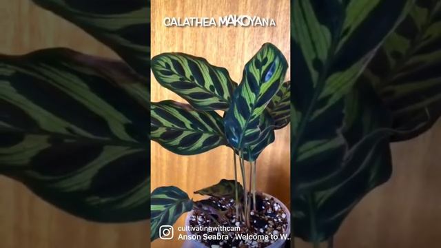 New Additions To The Family!