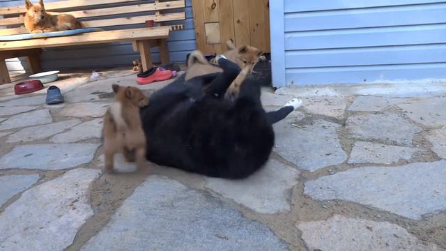 Карело-финская лайка. Шарон рожд 16.04.2014 - Урчук / ч, п.ч. Артемида