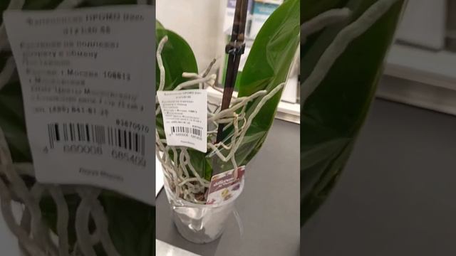 Ура у меня две новые девочки ??? Леруа Мерлен Волгоград ???