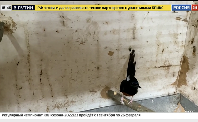 Внуковская таможня задержала вьетнамских певчих дроздов, Россия24, Вести.Дежурная часть