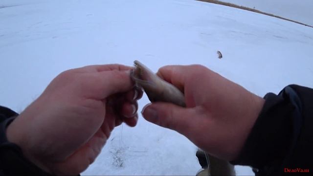 Чупакабры в каждой лунке. Рыбалка на щупачей.