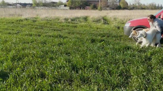 Lure Coursing For Dogs. Training #5. Русская псовая борзая / Borzoi