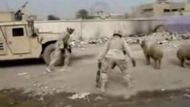 Армия США против баранов.Или бараны против баранов