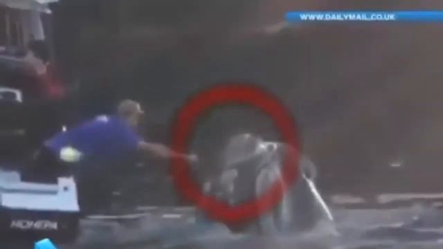 Самые невероятные кадры со всего мира с китом  Incredible Shots From Around The World With A Whale