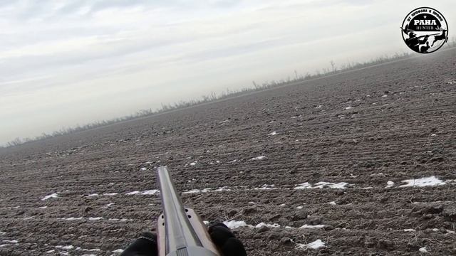 Охота на зайца. Как один РАНЕНЫЙ заяц ПОДСТАВИЛ двух ДРУГИХ. Охота по чернотропу. Сезон 2021-2022