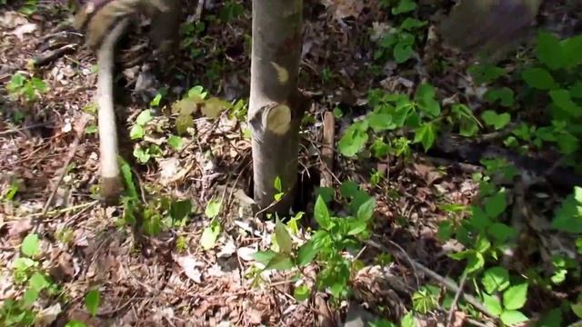 DIY low cost chicken wire fence with home made fence posts for garden