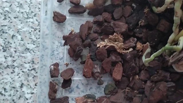 Пересадка орхидеи Amber Princess. ???