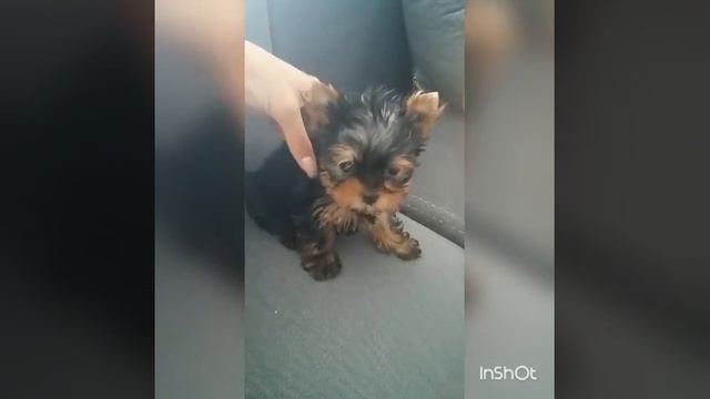 йоркширский терьер.