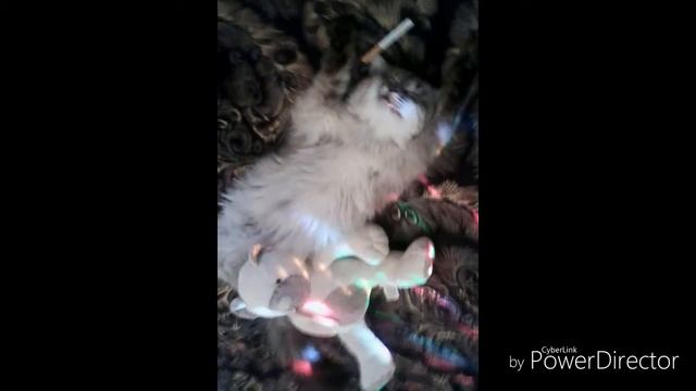 Кайфуем!Сегодня мы с тобой кайфуем!Прикол с котом.