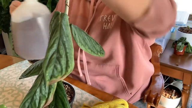 Let’s Clean Some Plants!